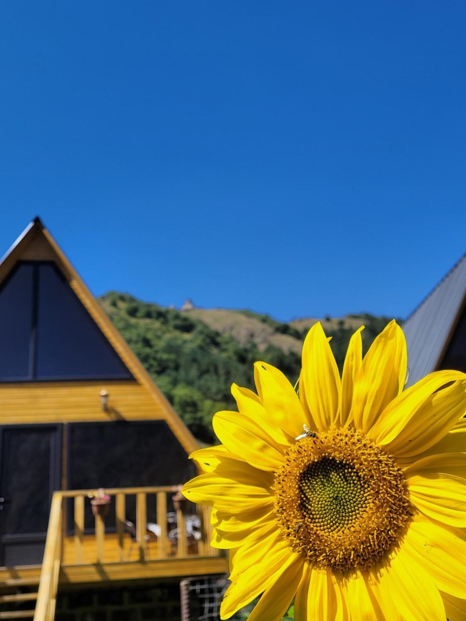Pine Chalet Kazbegi Exterior photo